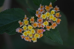 Lantana camara