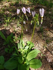 Primula fassettii