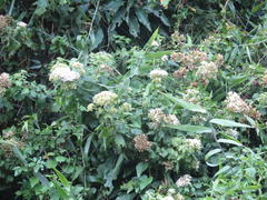 Gymnanthemum capense