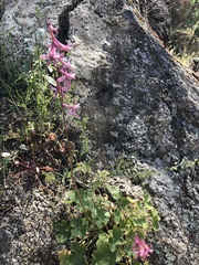 Delphinium purpusii