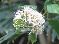 Gymnanthemum capense