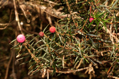 Leptecophylla oxycedrus