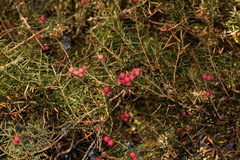 Leptecophylla oxycedrus