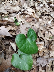 Hexastylis shuttleworthii