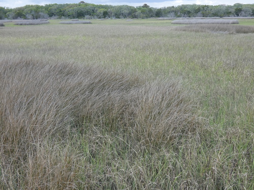 Image of Juncus roemerianus by (c) Morgan Freese, some rights reserved (CC BY)