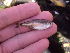 Moenkhausia intermedia