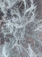 Artemisia filifolia
