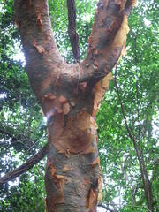 Commiphora harveyi