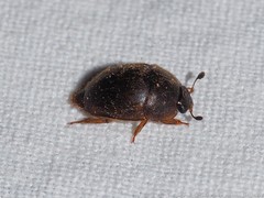 Amphicrossus ciliatus