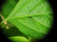Nylanderia steinheili