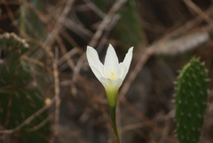 Zephyranthes alba