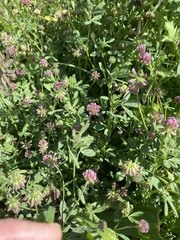 Trifolium bifidum decipiens