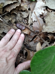 Hexastylis shuttleworthii