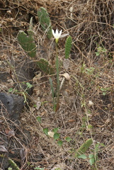 Zephyranthes alba