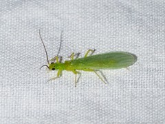 Alloperla