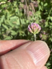 Trifolium bifidum decipiens