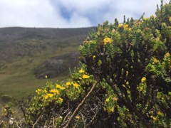 Hypericum mexicanum
