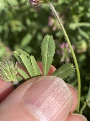 Trifolium bifidum decipiens