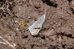 Icaricia lupini texanus