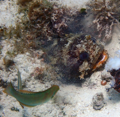 Amphichthys cryptocentrus