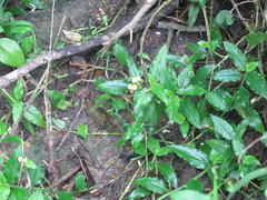 Aneilema aequinoctiale