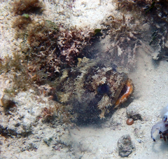 Amphichthys cryptocentrus