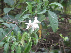 Justicia adhatodoides