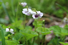 Viola arcuata