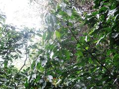 Justicia adhatodoides