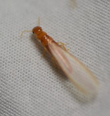 Incisitermes snyderi