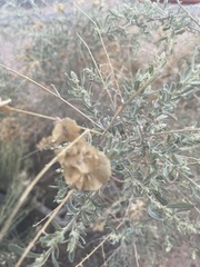 Atriplex canescens