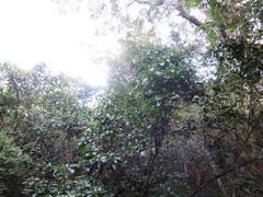 Justicia adhatodoides