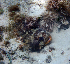 Amphichthys cryptocentrus