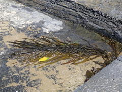Anthophycus longifolius