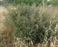Thymelaea hirsuta