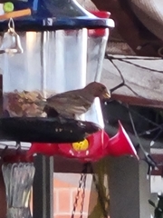 Haemorhous mexicanus