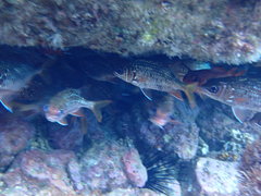 Neoniphon suborbitalis