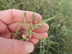 Thymelaea hirsuta