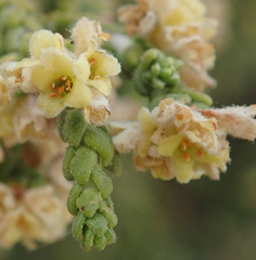 Thymelaea hirsuta