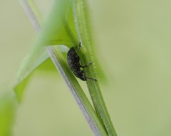 Lachnopus floridanus