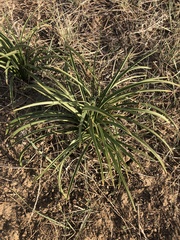 Leucocrinum montanum