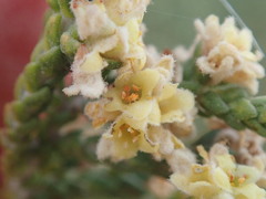 Thymelaea hirsuta