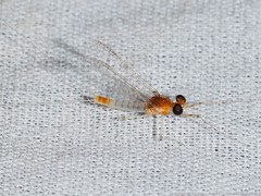 Maccaffertium modestum