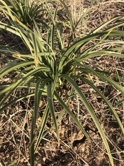 Leucocrinum montanum