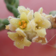 Thymelaea hirsuta