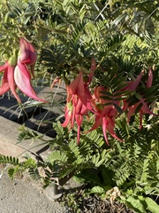 Clianthus
