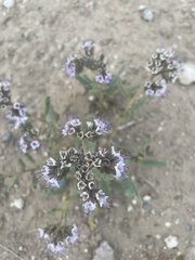 Phacelia integrifolia