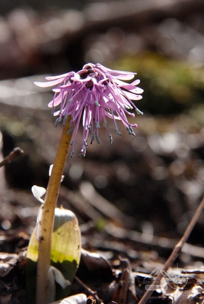 Heloniopsis koreana