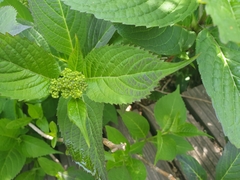 Hydrangea serrata