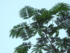 Enterolobium contortisiliquum